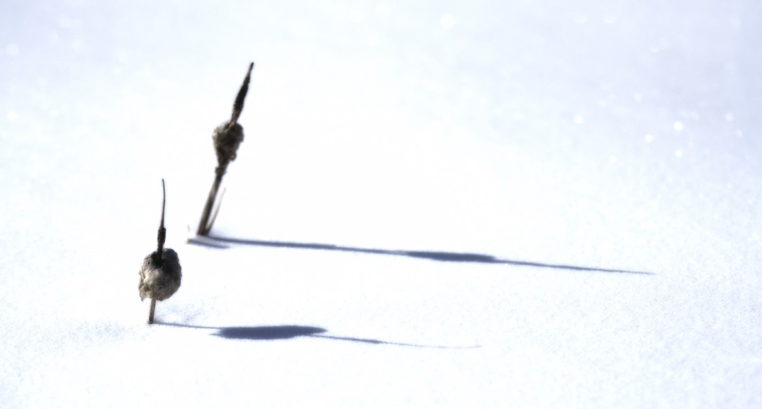 Cattails - High Level, Alberta 2