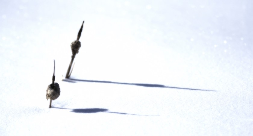 Cattails - High Level, Alberta 2