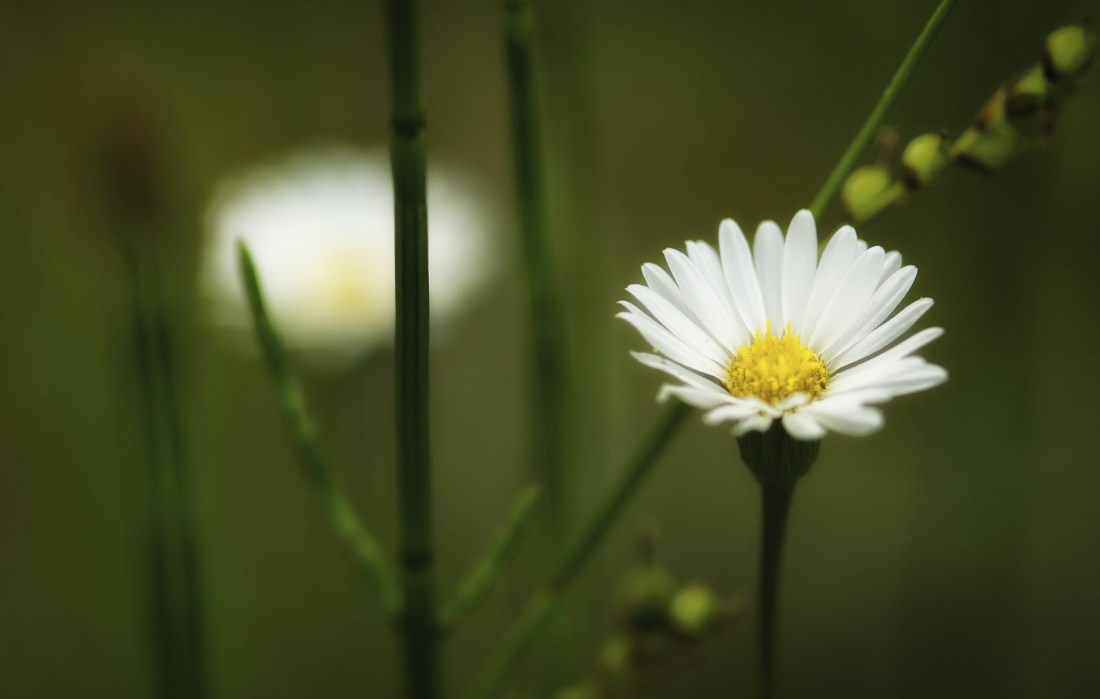 Daisy ... or Daisy-Look-a-like