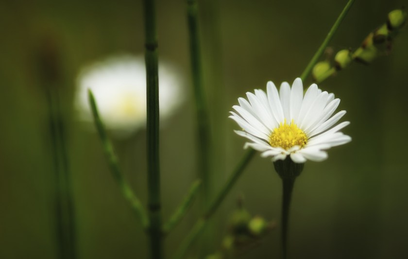 Daisy ... or Daisy-Look-a-like