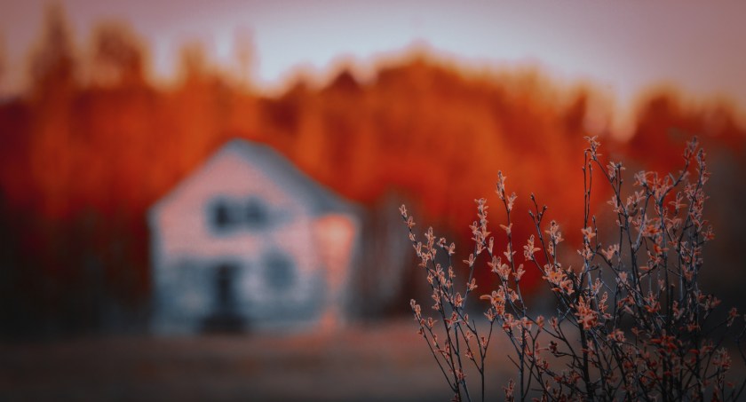 Russet Buds - Buttertown, Alberta