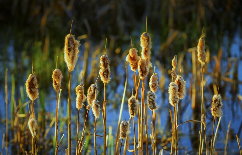 Cattails - Near Fort Vermilion Turnoff
