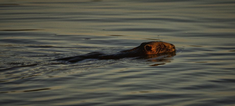 Peace River Beaver - Fort Vermilion, Alberta 1