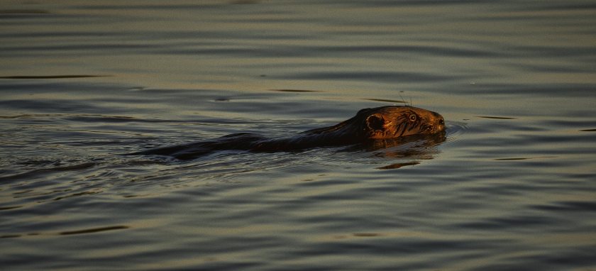 Peace River Beaver - Fort Vermilion, Alberta 1
