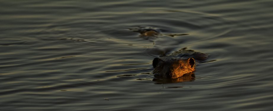 Peace River Beaver - Fort Vermilion, Alberta 2