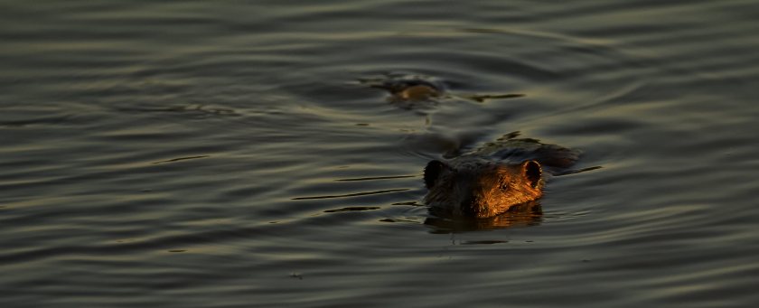 Peace River Beaver - Fort Vermilion, Alberta 2