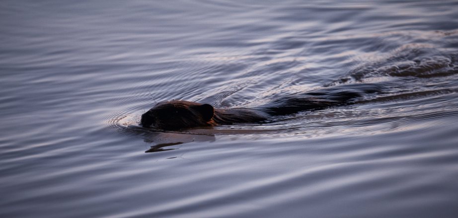 Peace River Beaver - Fort Vermilion, Alberta 3