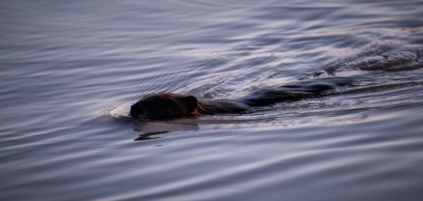 Peace River Beaver - Fort Vermilion, Alberta 3