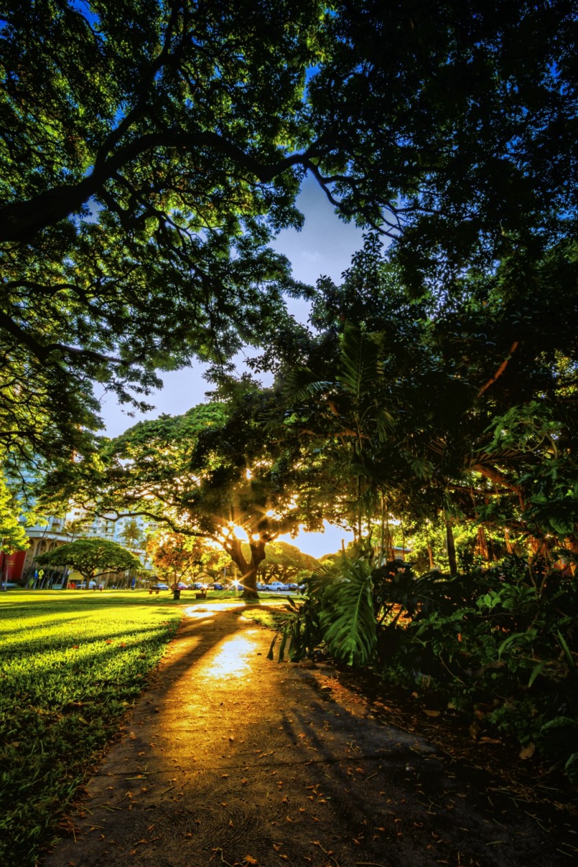 Morning's Walk - Honolulu, Oahu, HI 1