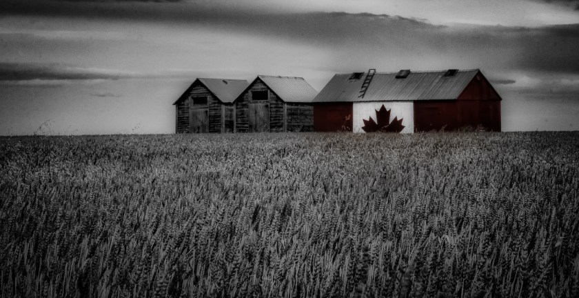 Canadian Shed - Donnelly, Alberta 1