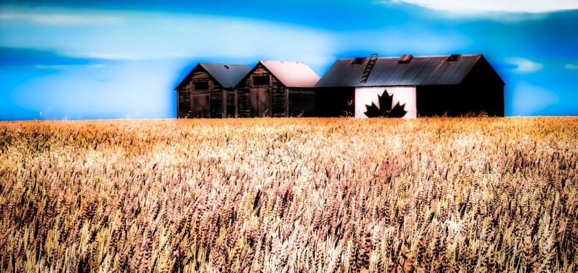 Canadian Shed - Donnelly, Alberta 2