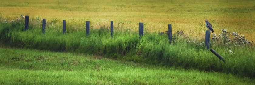 Hawk - Valleyview, Alberta 1