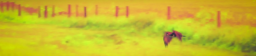 Hawk - Valleyview, Alberta 3