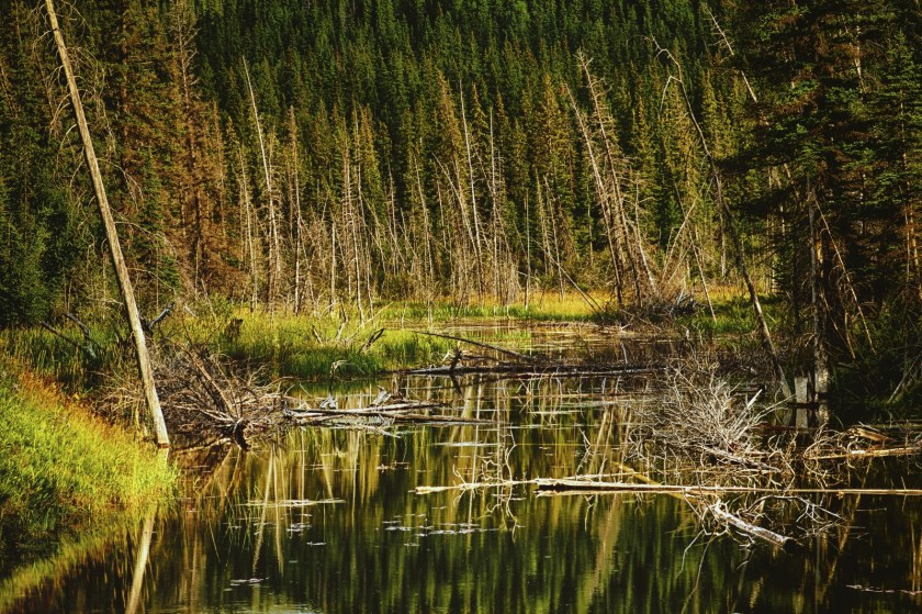 Wooded Reflection - Jasper, Alberta 1