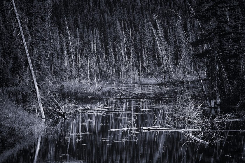 Wooded Reflection - Jasper, Alberta 2