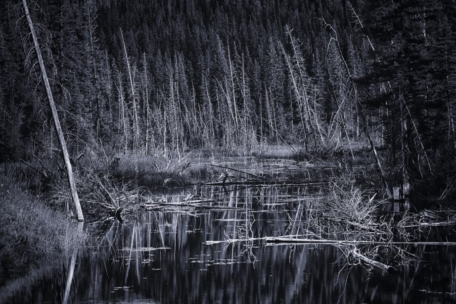 Wooded Reflection - Jasper, Alberta 3