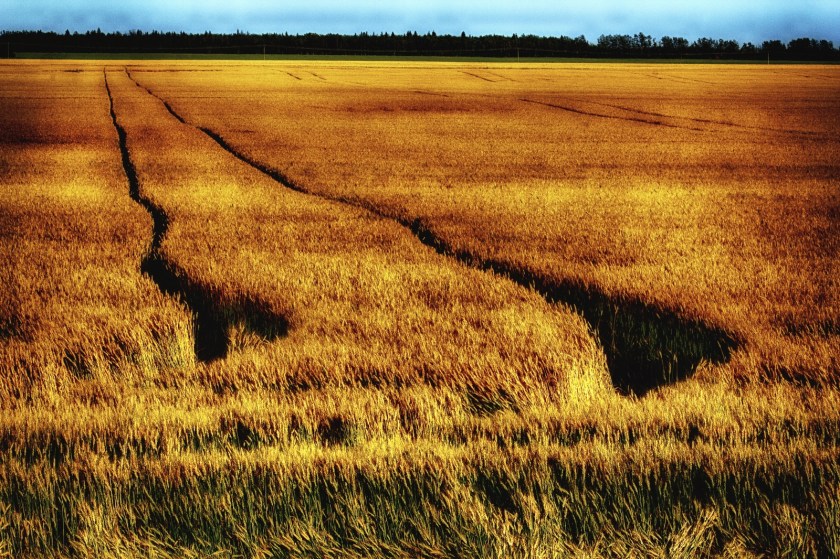 Grain Field - Donnelly, Alberta