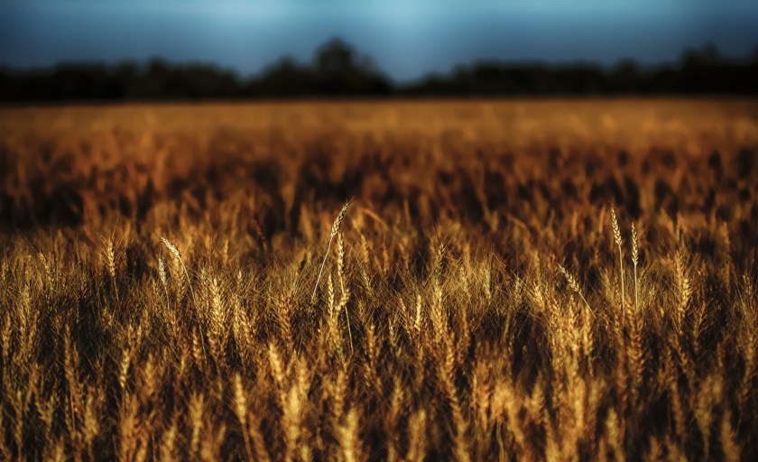 Harvest - Nampa, Alberta 1