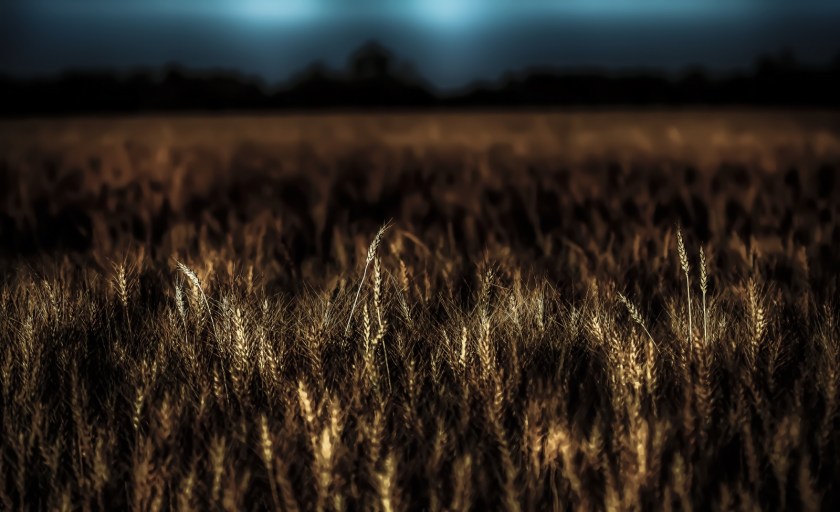 Harvest - Nampa, Alberta 2