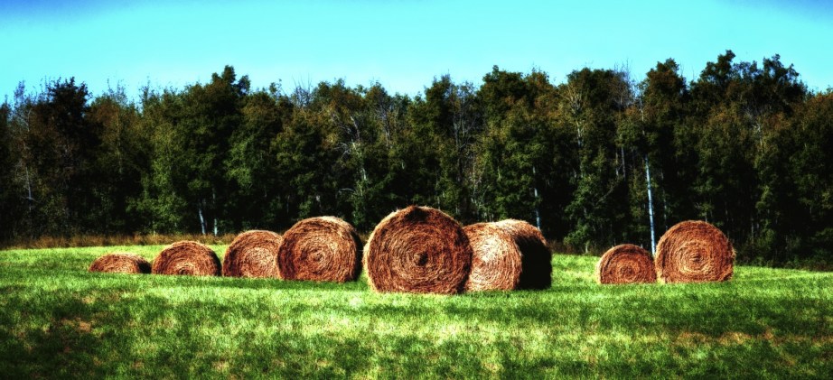Round Bales - Sangudo, Alberta 1