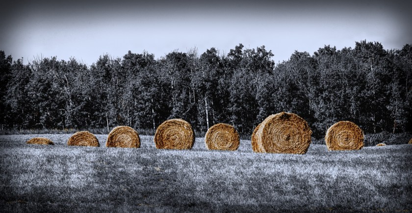 Round Bales - Sangudo, Alberta 2