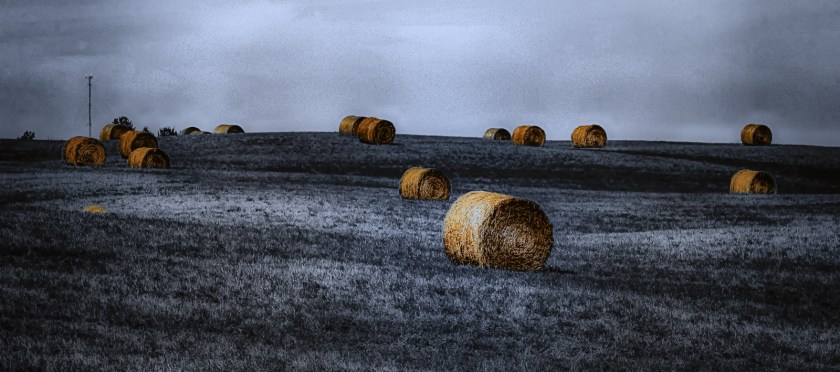 Round Bales - Sangudo, Alberta 4