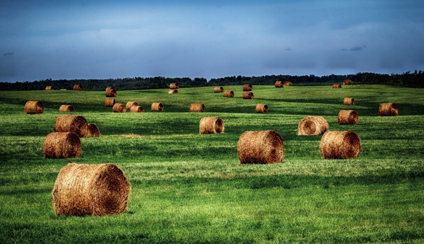 Round Bales - Sangudo, Alberta 5