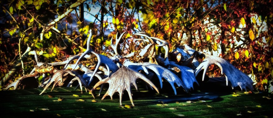 Antlers - High Level, Alberta 1