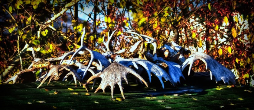Antlers - High Level, Alberta 1