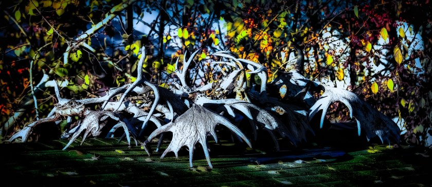 Antlers - High Level, Alberta 2