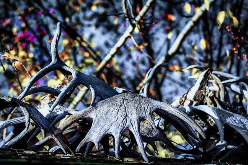 Antlers - High Level, Alberta 3
