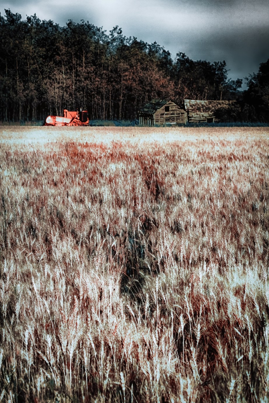 Field, Combine & Buildings - Nampa, Alberta 1
