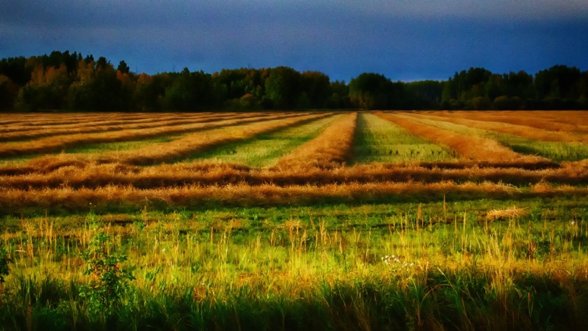 Hay Harvest - Keg River, Alberta