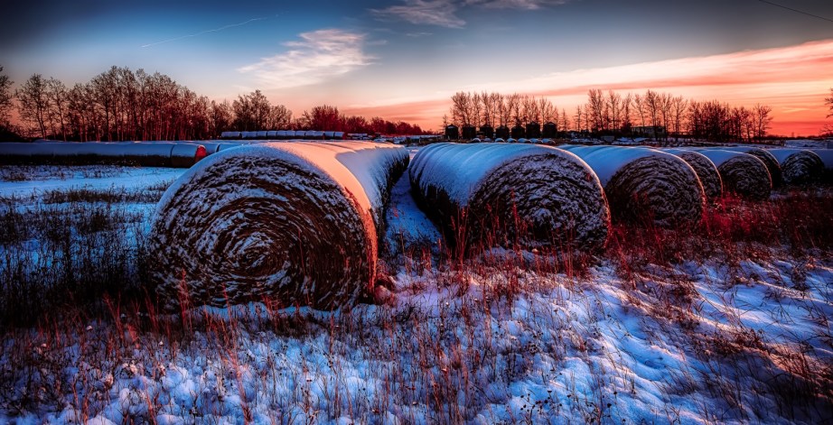 Golden Hour Hay Bales - Sexsmith, Alberta 1