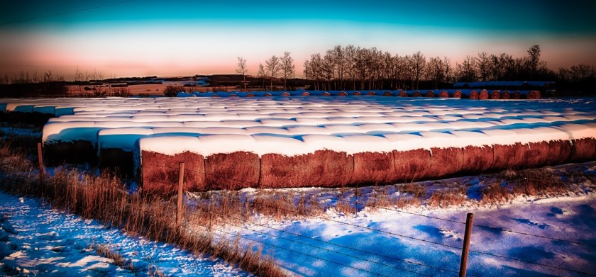 Golden Hour Hay Bales - Sexsmith, Alberta 3