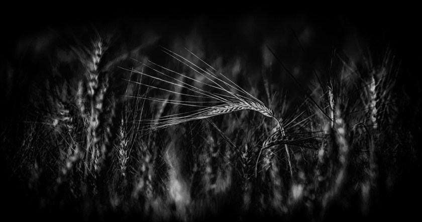 Autumn Gold 2 - Donnely, Alberta 1