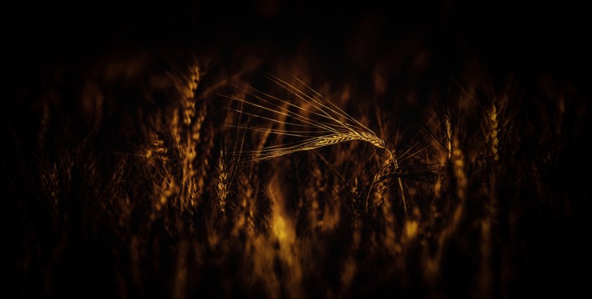 Autumn Gold 2 - Donnely, Alberta 2