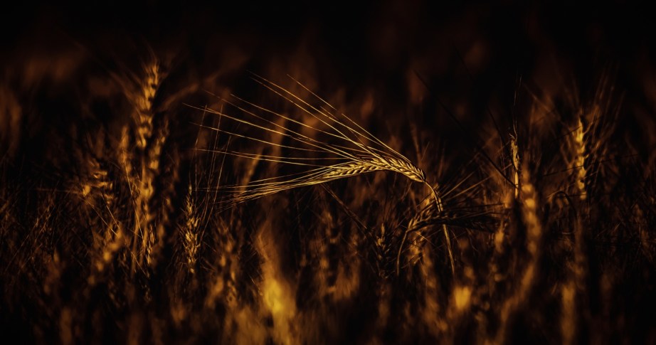 Autumn Gold 2 - Donnely, Alberta 3