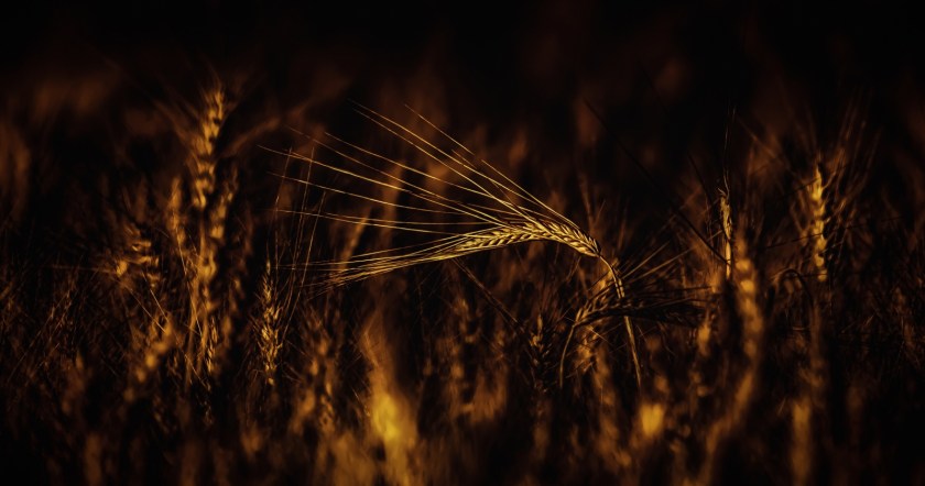 Autumn Gold 2 - Donnely, Alberta 3