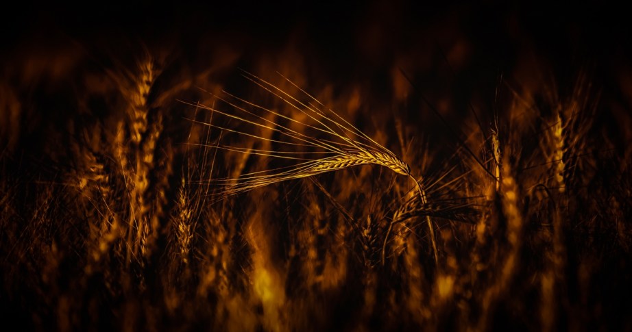 Autumn Gold 2 - Donnely, Alberta 4
