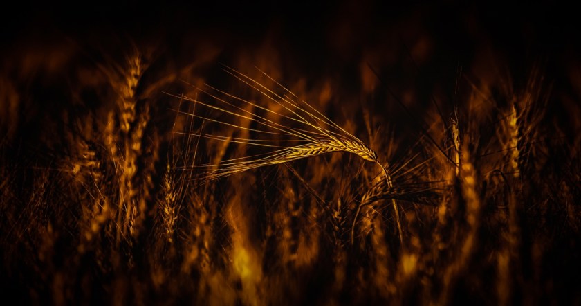 Autumn Gold 2 - Donnely, Alberta 4