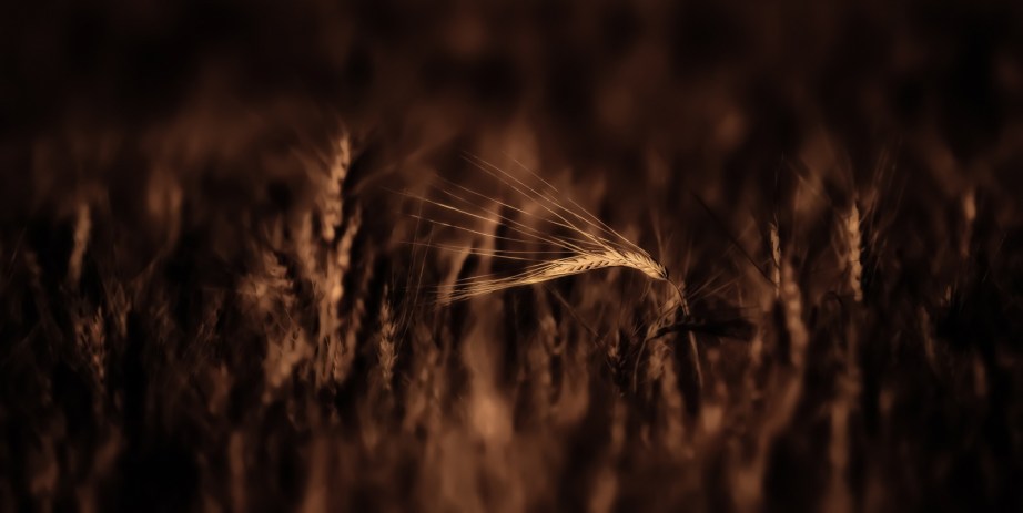 Autumn Gold 2 - Donnely, Alberta 5