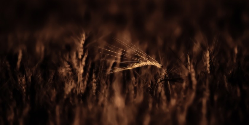 Autumn Gold 2 - Donnely, Alberta 5