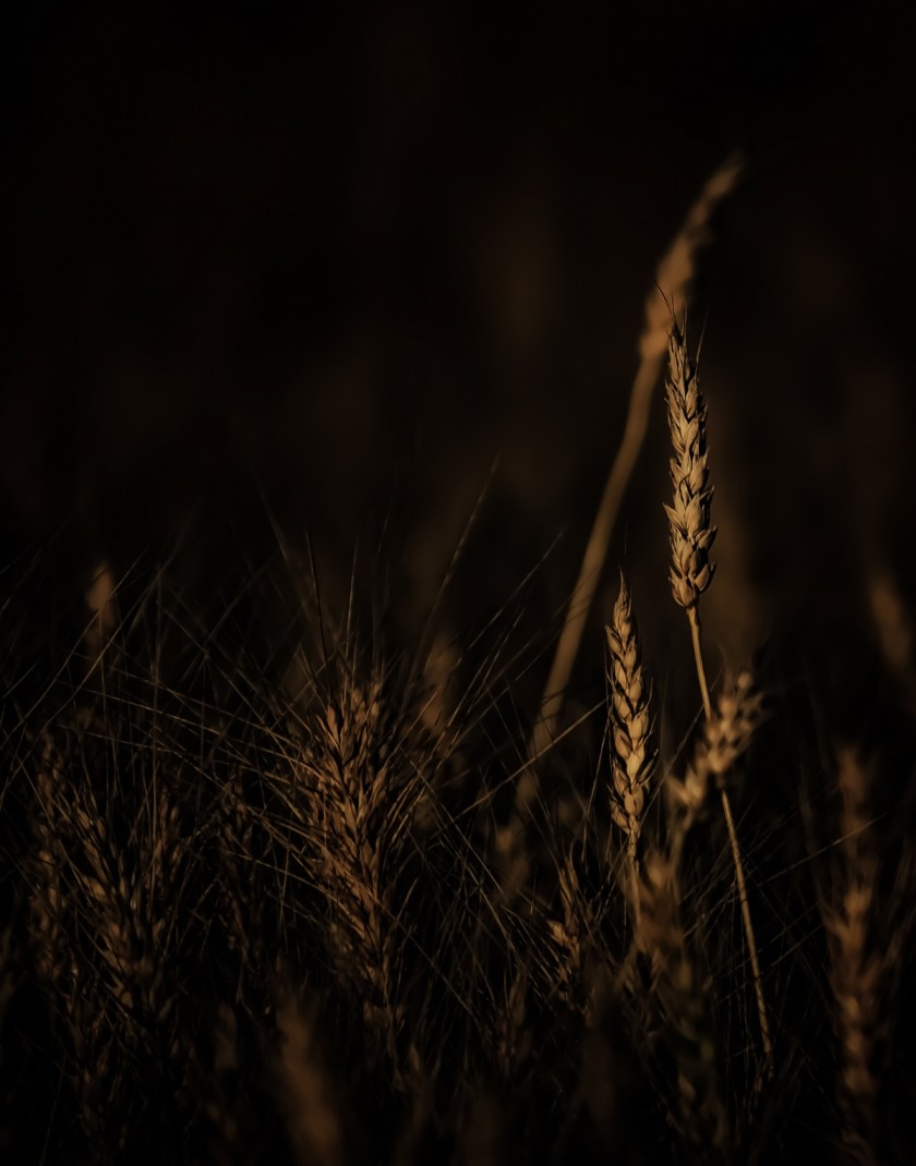 Autumn Gold - Donnelly, Alberta