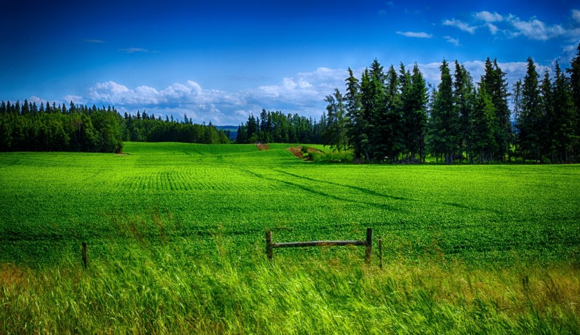 Field Green - Near Greencourt, Alberta
