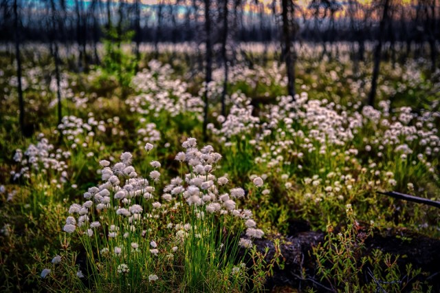 Muskeg Flowers - Lesser Slave Lake, Alberta 1