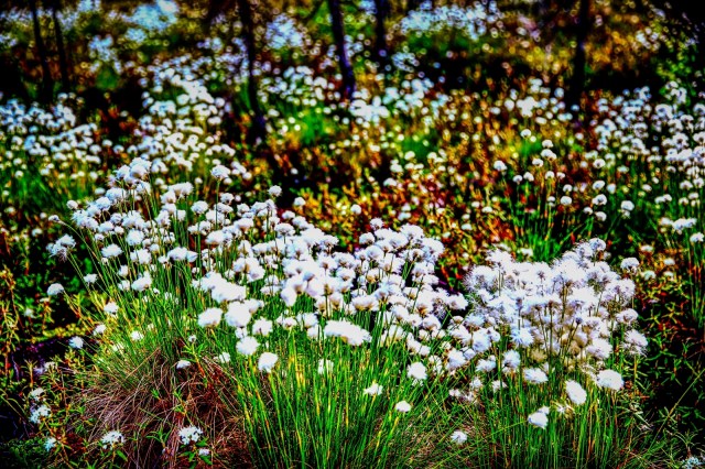 Muskeg Flowers - Lesser Slave Lake, Alberta 2