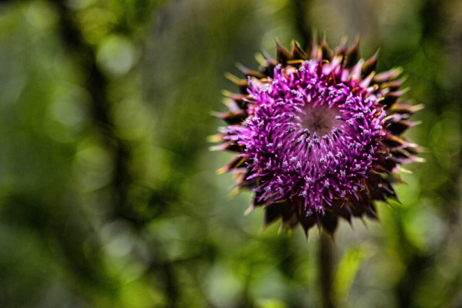 Utah Flower 1