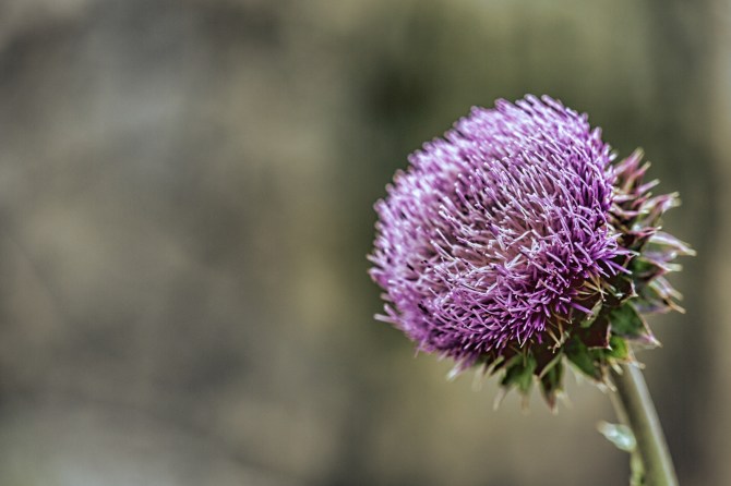 Utah Flower 2