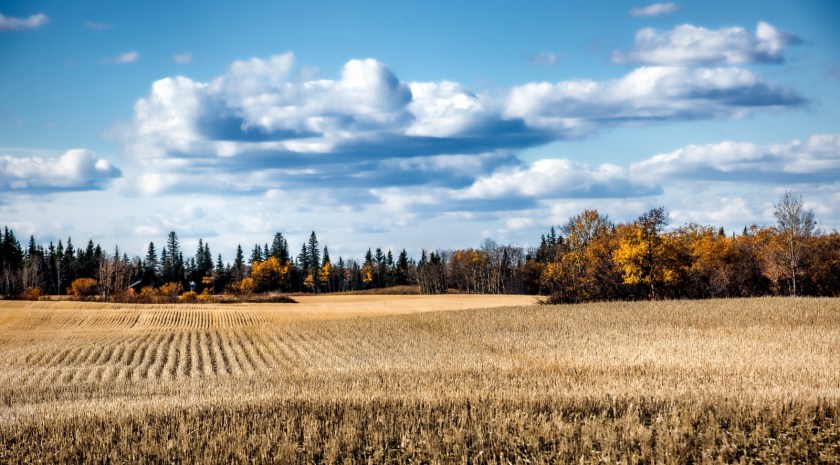 Autumn's Desaturation - Rycroft, Alberta 1